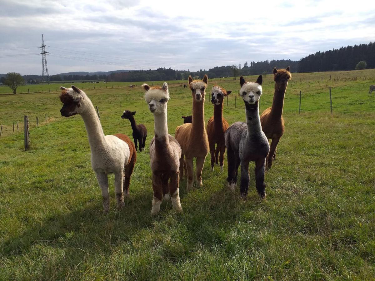 On An Alpaca Farm In Apartament
