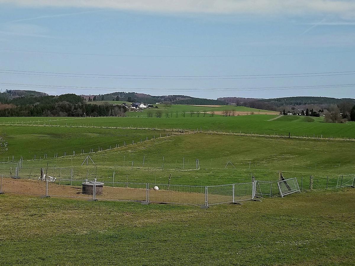 On An Alpaca Farm In *